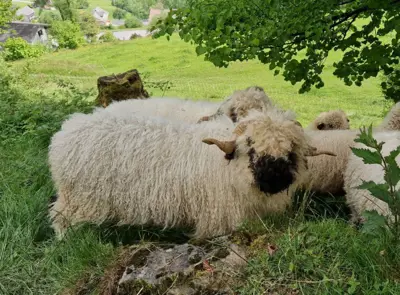 Walliser Schwarznasenschaf-Bock, 2,5 jährig, aus Bio-Betrieb
