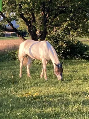 Biete Einstellplatz für 1 Pony in Laufstall in Möhlin AG