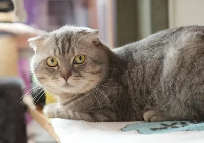 Milo 5j. sucht ein Zuhause mit Freigang (ländlich)