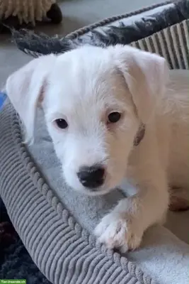 Parson Russell Terrier Welpe weiblich