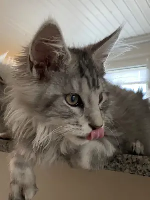 Maine coon m. Stb.
