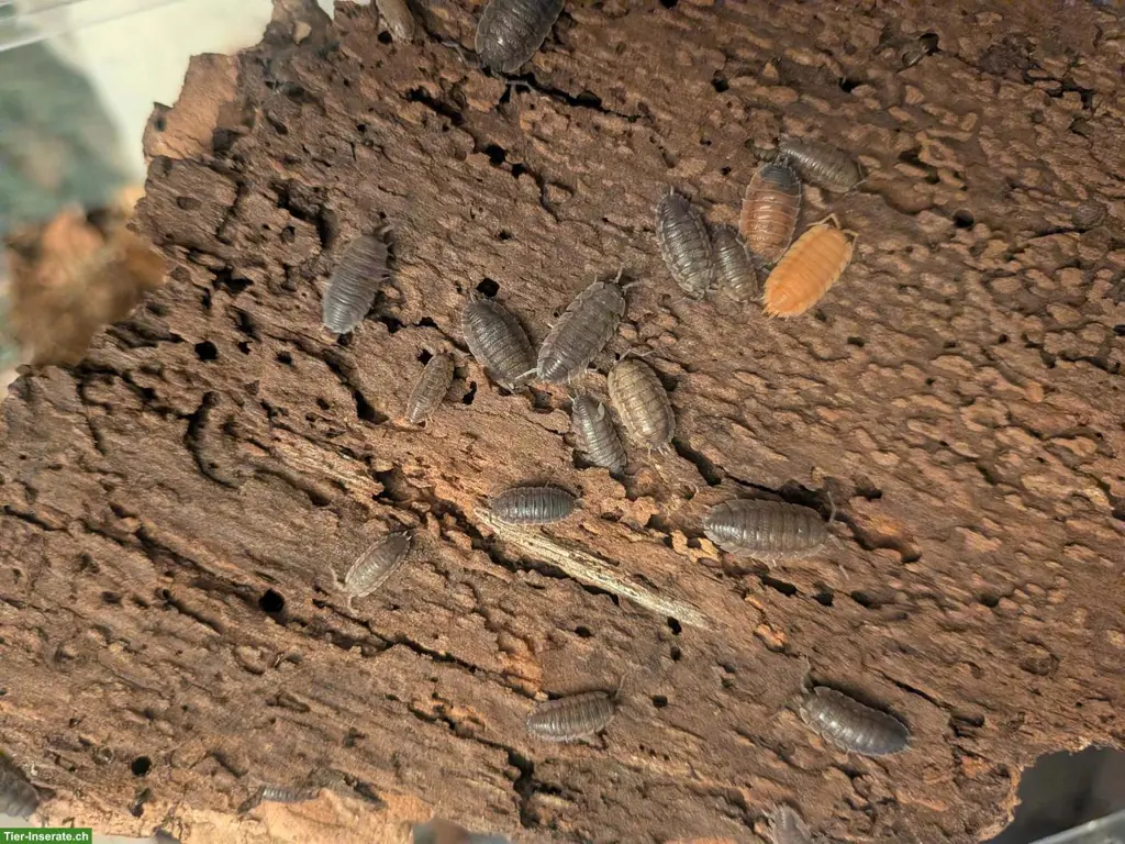 Porcellio scaber Mix Asseln