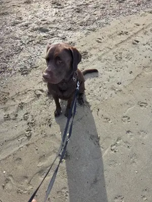 Schoggibrauner Labradorrüdr