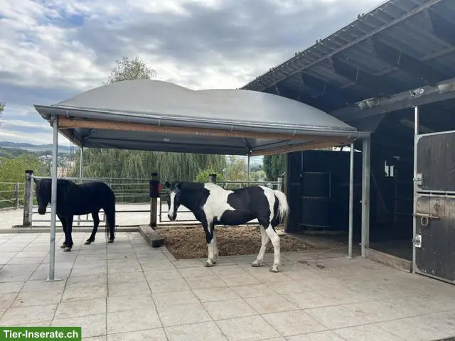Freier Offenstallplatz in Wohlenschwil (AG)