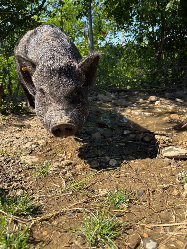 Zahme Minipigs