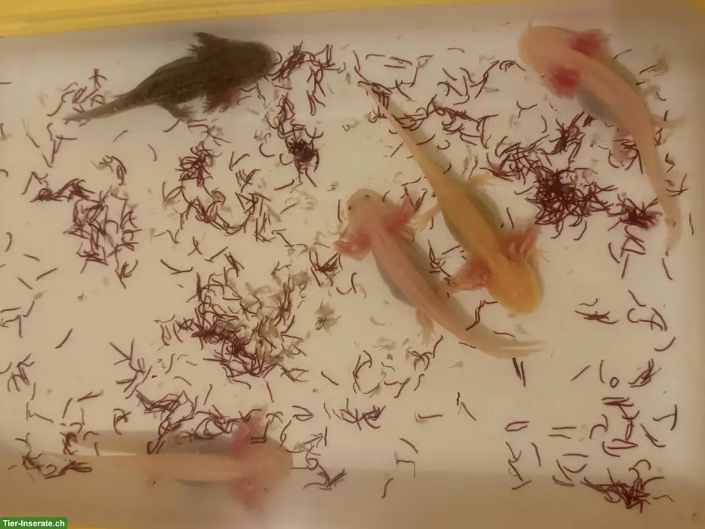 Axolotl Wildling zu verkaufen