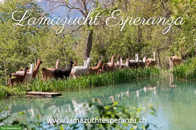 Schöne Suri und Silky Lama zu verkaufen