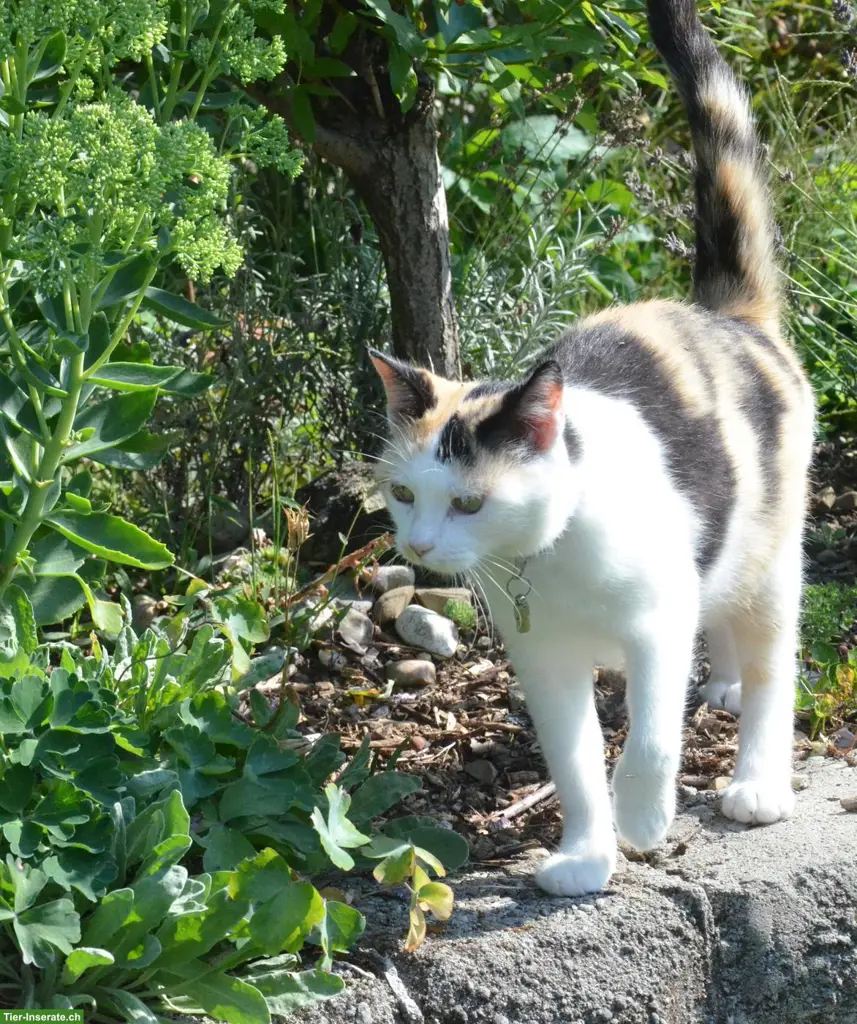 Vierfarbige Katze vermisst, Gümligen BE