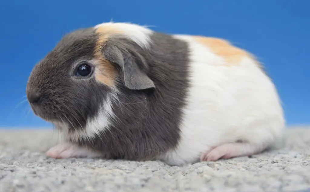 Meerschweinchen sucht Lebensplatz