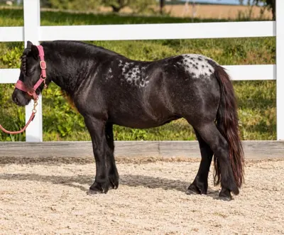 XXL Shetlandpony Stute | 5-jährig