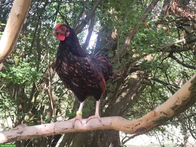 Zwerghahn Mix, Zwerg-Wyandotte x Sebright