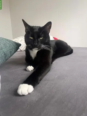 Kater Pepper sucht liebevolles, ruhiges Zuhause