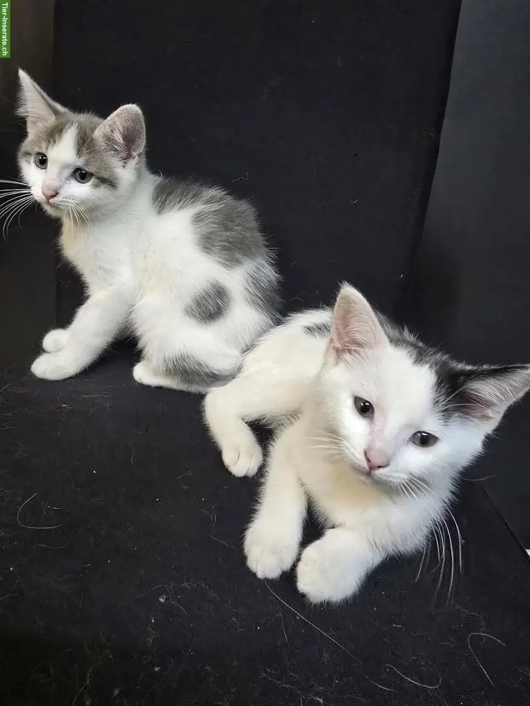2 mix Kater suchen ein für immer Zuhause