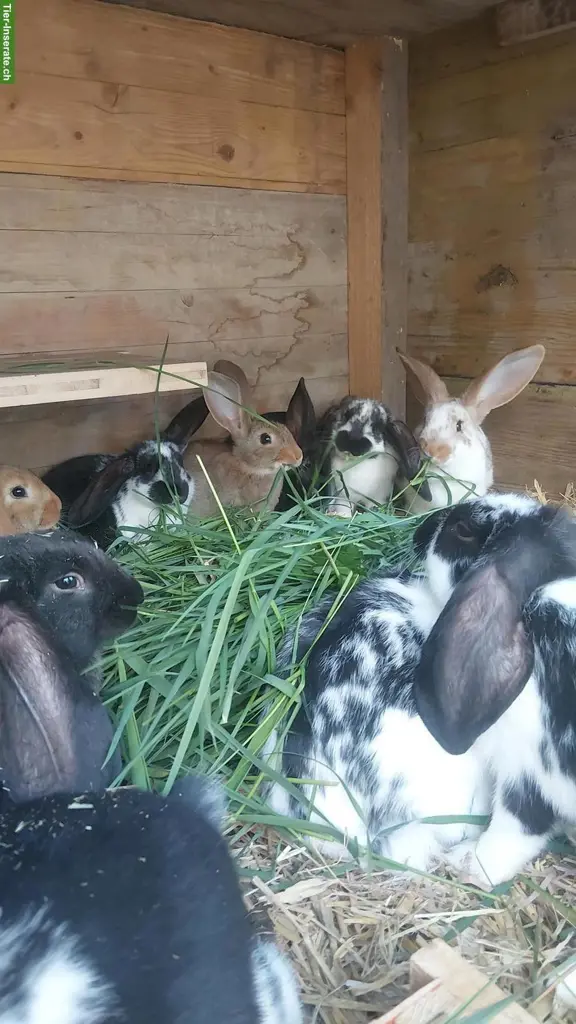 Junge Widderkaninchen & Kreuzungen