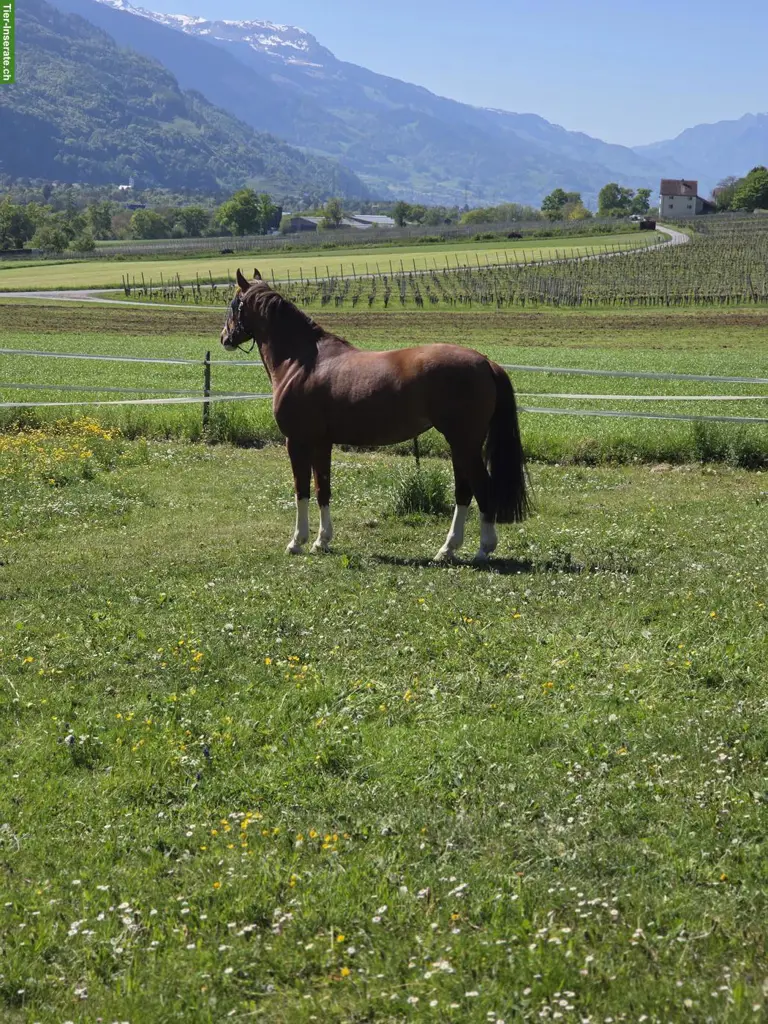 Reitbeteiligung für 7-jähriger Freiberger Stute in Jenins GR