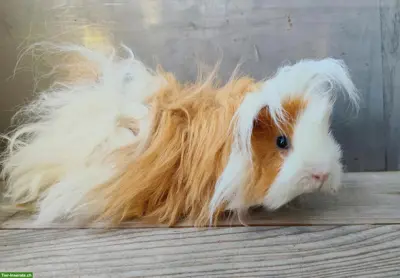 Lunkarya Meerschweinchen Kastraten zu verkaufen
