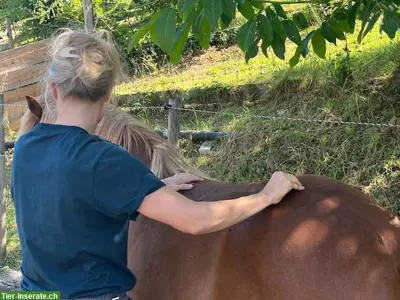 Tagesseminar: Massage für Pferde