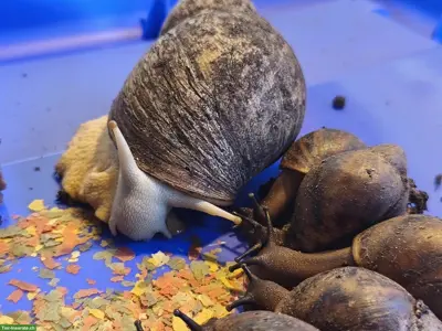 ACHATINA Marginata ovum XXL Schnecken zu verkaufen