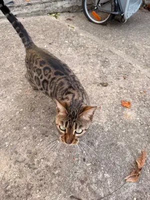 Reinrassige Bengalkatze sucht liebevolles neues Zuhause