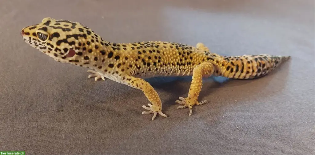 Junger Leopardgecko sucht ein neues Zuhause