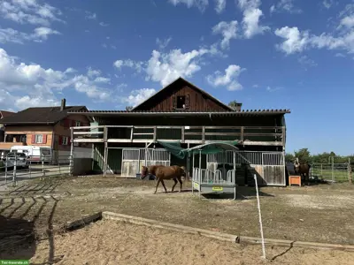 Offenstall oder Auslaufboxen / auch für Hengst im Thurgau