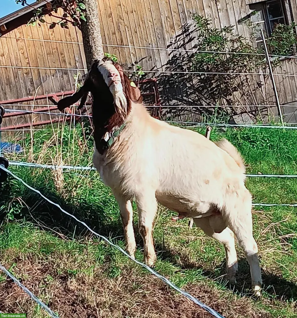 Burenziegen-Bock, 2.5-jährig