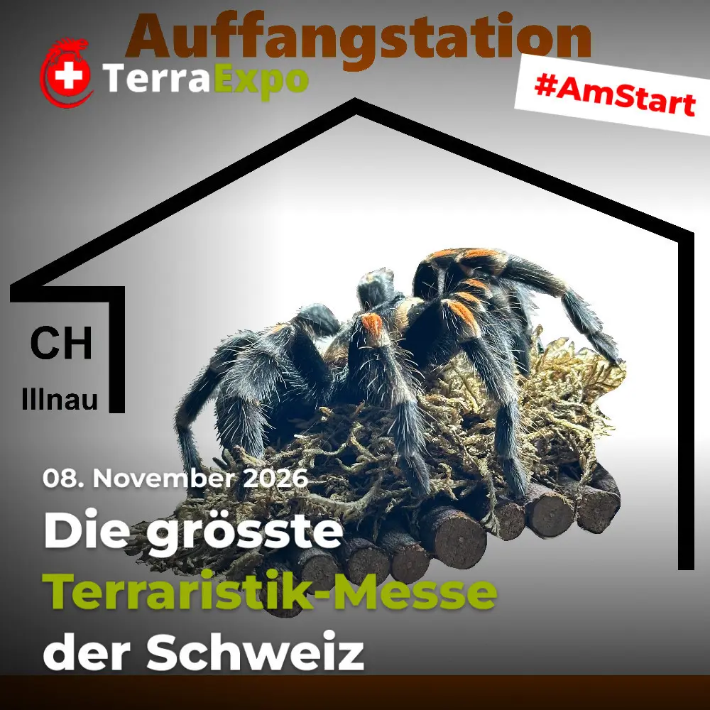 Auffangstation Vogelspinnen - Aufnahme & Pflege