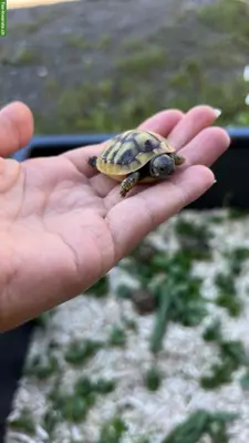 Griechische Landschildkröten Babys