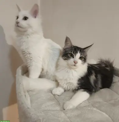 Reinrassiger Maine Coon Kater in blau-weiss