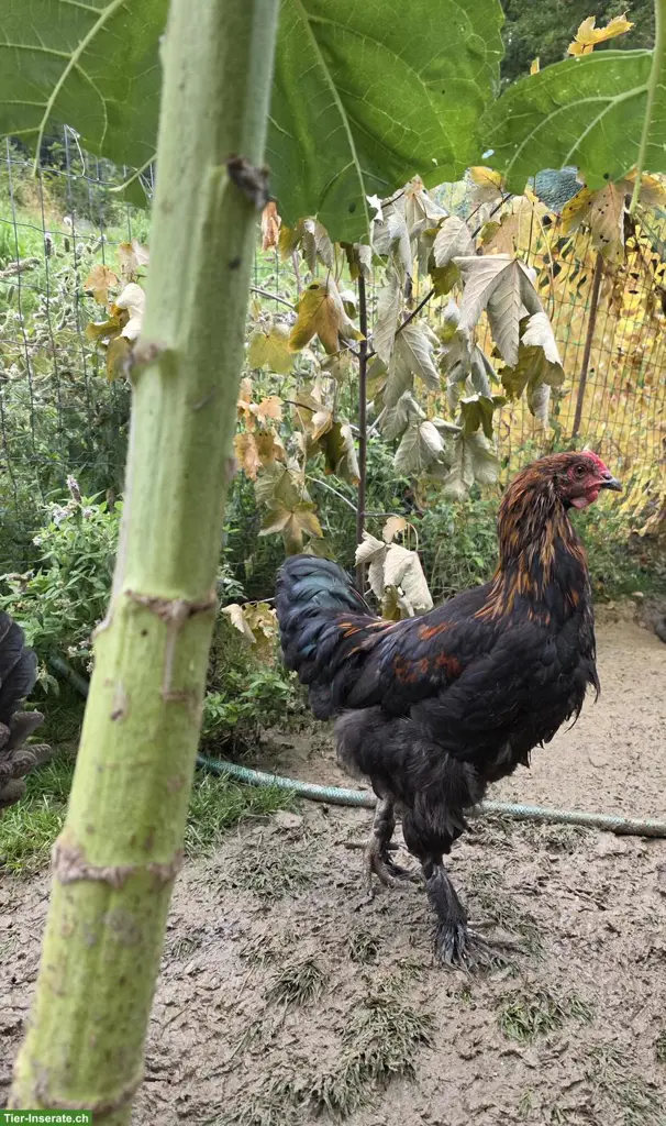 Junger Marans-Hahn GRATIS abzugeben