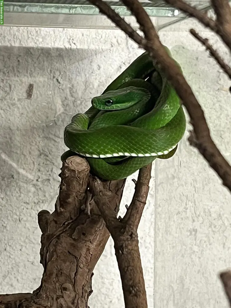 0.0.4 Elaphe Prasina/Gonyosoma Prasinum, Grüne Strauchnatter, Vietnam