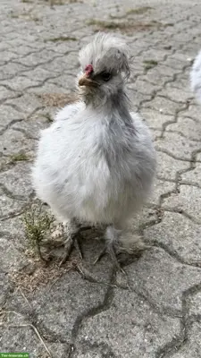 Seidenhahn Junghähne