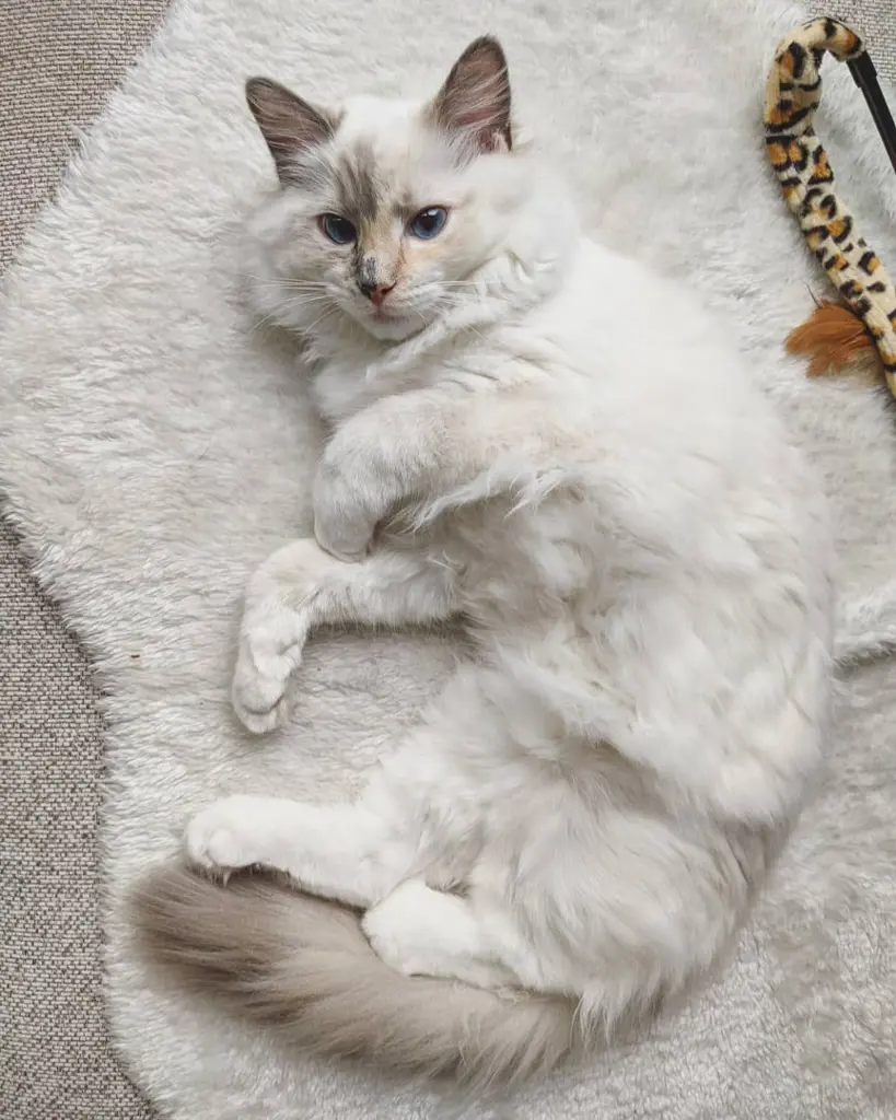 Ein Ragdoll-Kätzchen sucht nach neuen Familienmitgliedern.