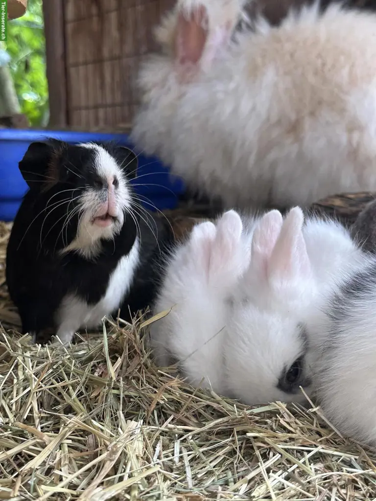Auffangs/Vermittlungstation für Kaninchen & Meerschweinchen