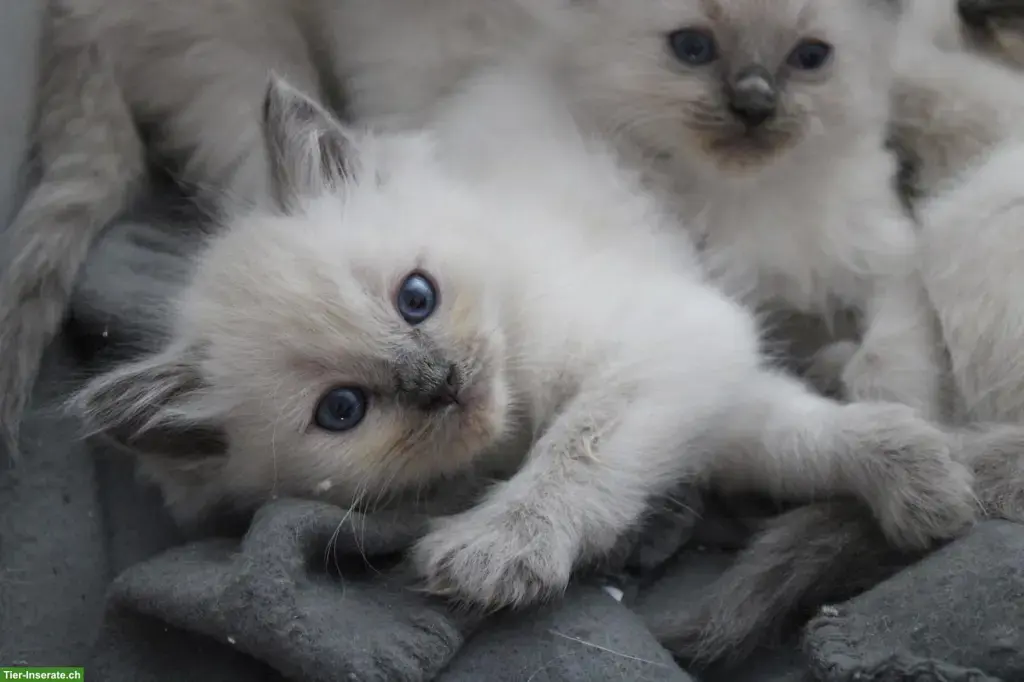 5 süße Ragdoll-Kätzchen suchen ein liebevolles Zuhause