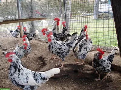 Bruteier Leghorn Exchequer, reinrassig