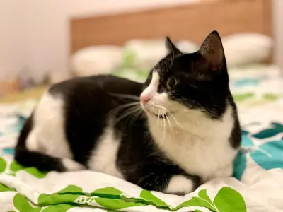 Liebevolles Zuhause für unseren Kater gesucht
