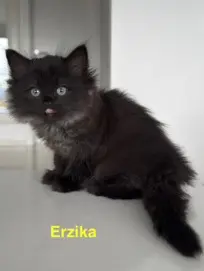 a607fae0-5c50-4bf8-9a1c-e9350ea850d1-Erzika.jpg
