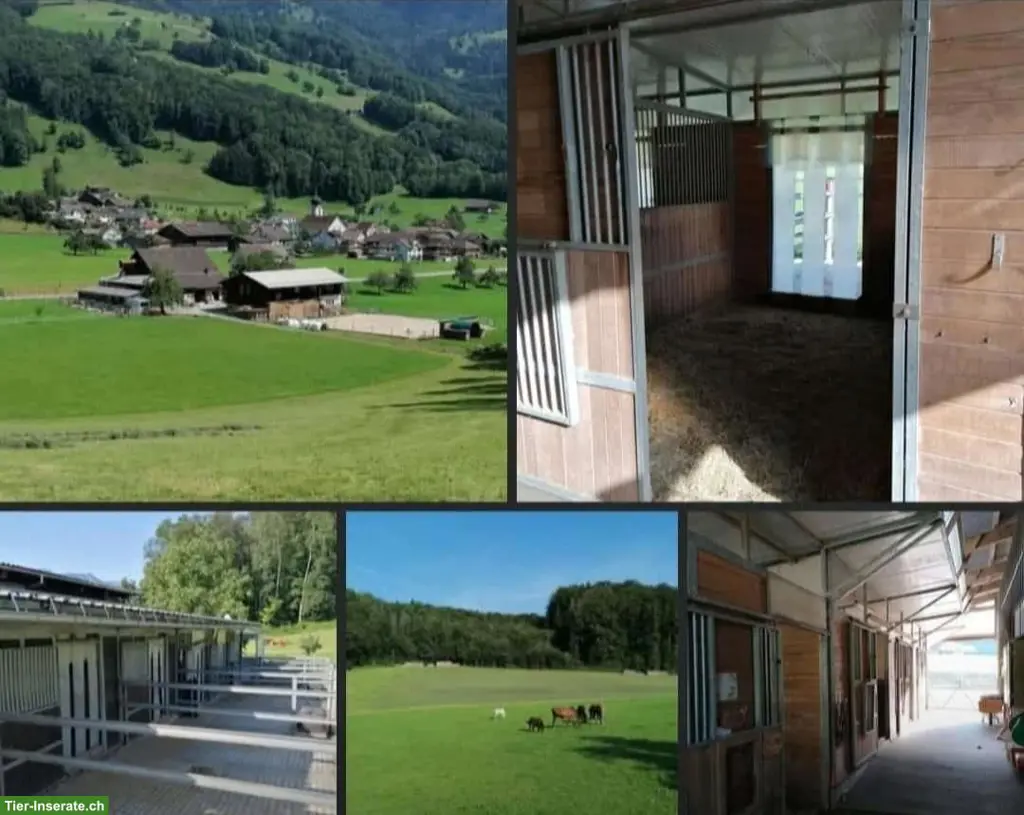 Freie Auslaufboxen in Maseltrangen SG