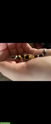2-jähriges Leopardgecko Männchen aus eigener Nachzucht