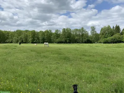 Weite Pferdeweide, Altersweide, 40 Min. von der Schweiz
