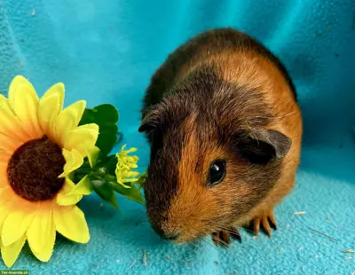 Junge und ältere Meerschweinchen abzugeben