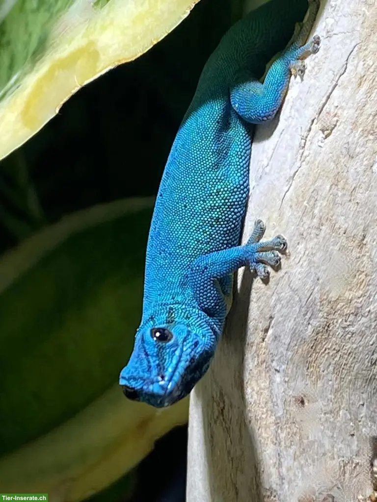 Himmelblauer Zwerggecko (Lygodactylus williamsi)