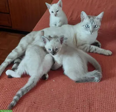 Bezaubernde Schneebengal-Kater suchen ihr neues Zuhause