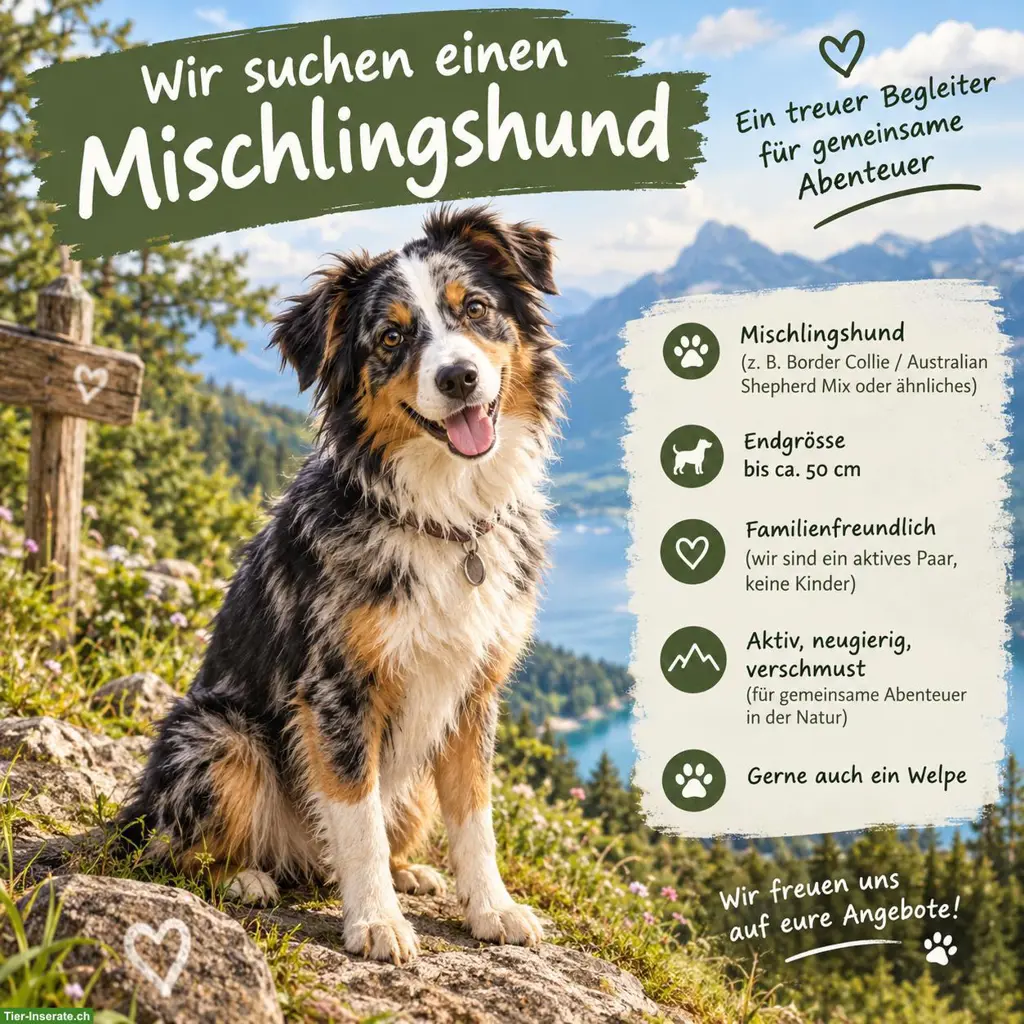 Suche Mischlingswelpen bis 50cm gross