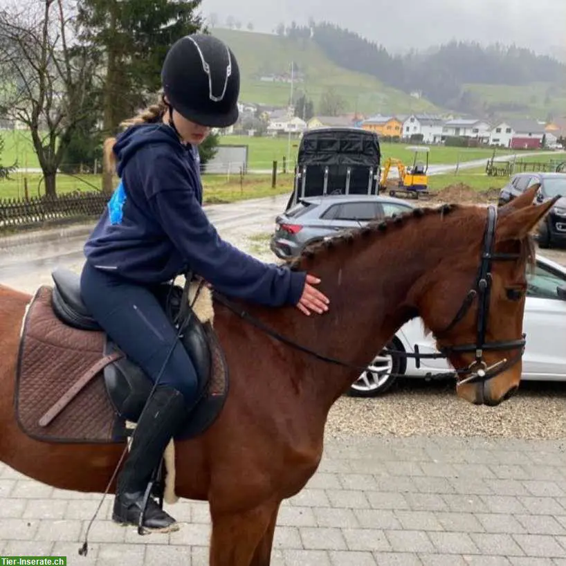 SUCHE eine Reitbeteiligung, nähe Sempachersee