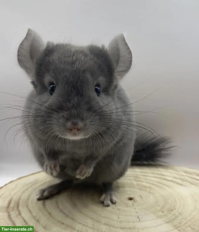 Chinchilla Männchen aus Hobbyzucht