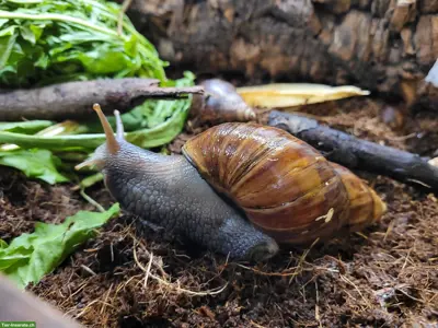 Achatinas fulica, helle und dunkle, kleine und grosse