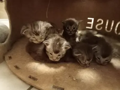 Maine Coon Kitten