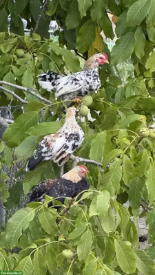 Serama Hähne suchen eigene Hühnerschar